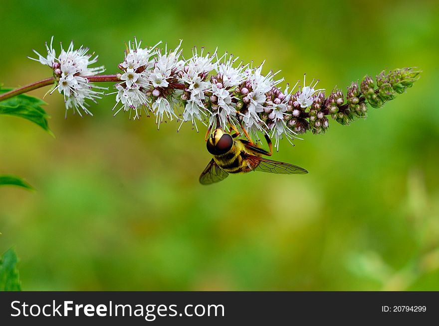 Syrphidae fly on mint flower
