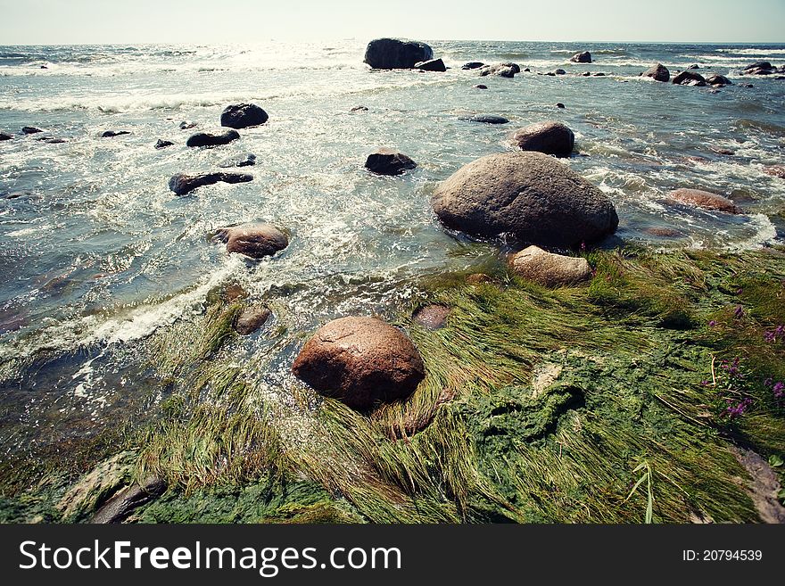 Sea with sun, rocks and algae