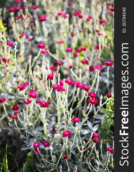 Pink Dianthus in the flowerbed