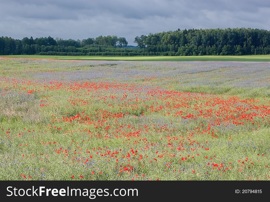 Landscape With Poppies.