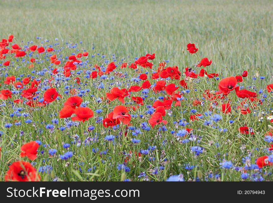 Landscape with poppies and cornflowers.