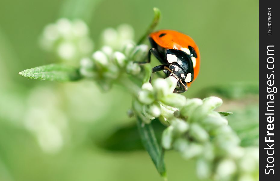 Ladybug In The Grass