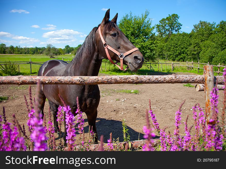 Horse In Open-air Cage