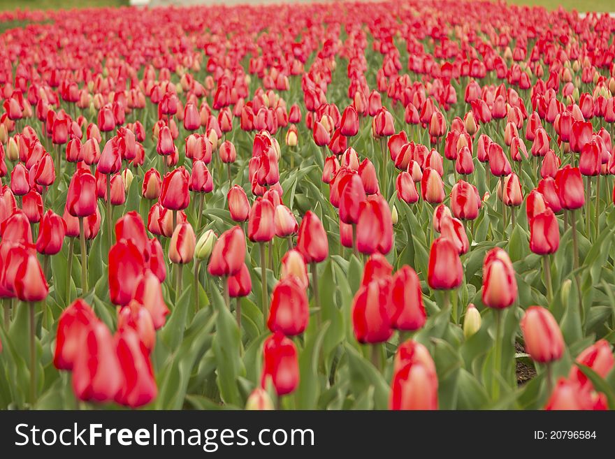A field of crimson red tulips