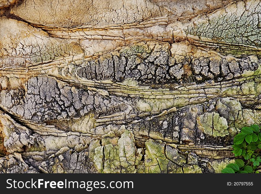 Natural background: old tree bark an green branch. Detailed.Texture effect.