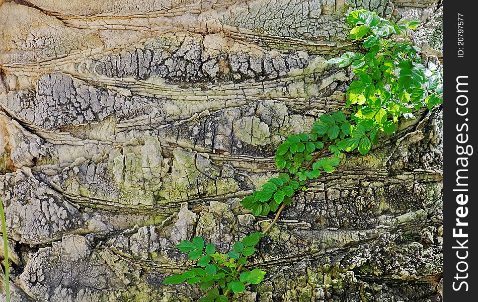 Natural background: old tree bark an green branch. Detailed.Texture effect. Natural background: old tree bark an green branch. Detailed.Texture effect.