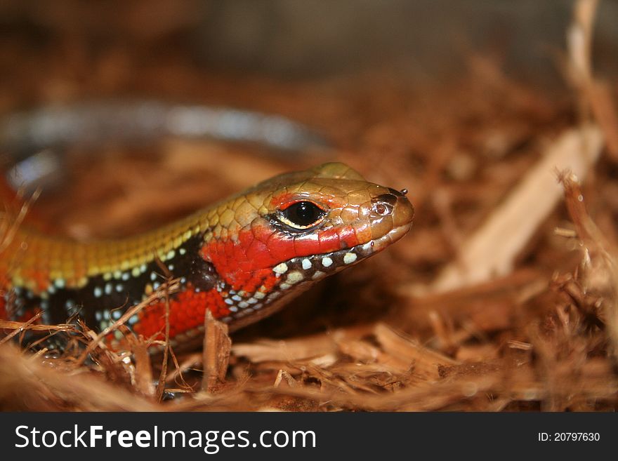 A banded lizard resting in some hay. A banded lizard resting in some hay