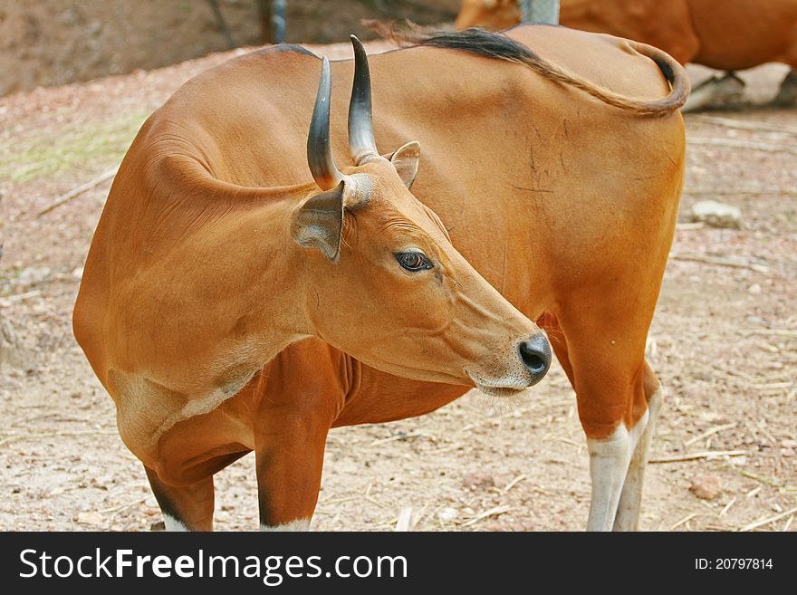 The Banteng is a species of wild cattle found in Southeast Asia