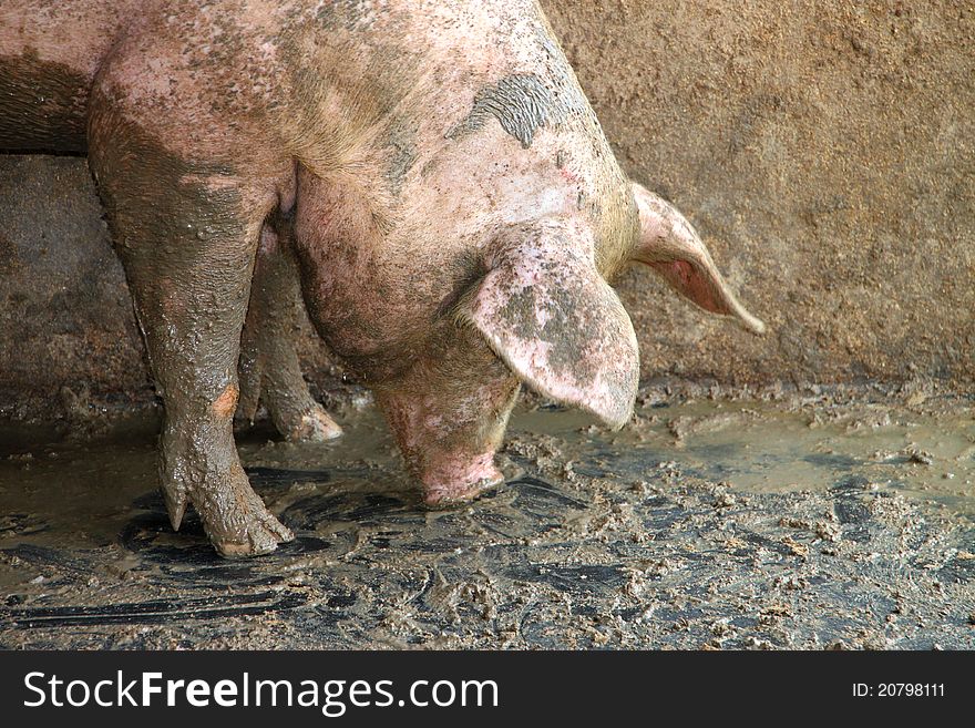 A big pig is enjoy seeking for some food on floor of cool and wet stable