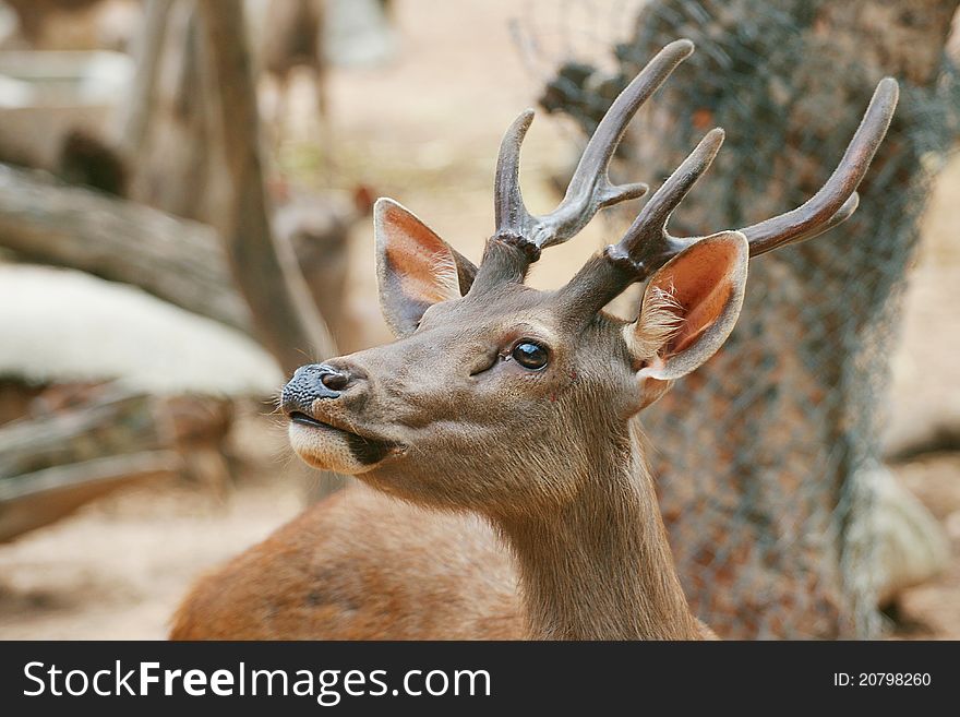 Deer are the ruminant mammals forming the family Cervidae