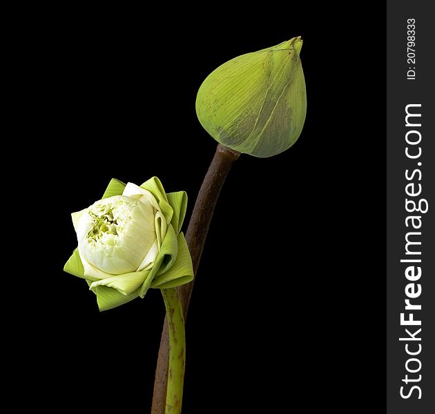 Two green lotus isolated on black background