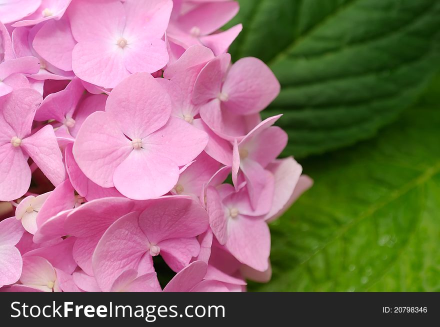 Beautiful Pink Hydrangea Flowers