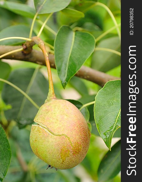 A cracked pear on a tree branch in mid-summer. A cracked pear on a tree branch in mid-summer