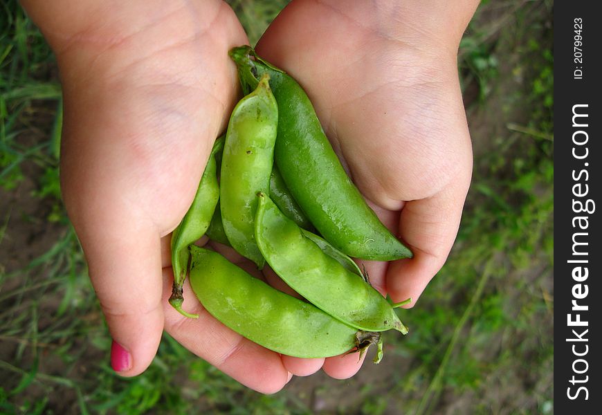 A handful of peas from the fresh harvest