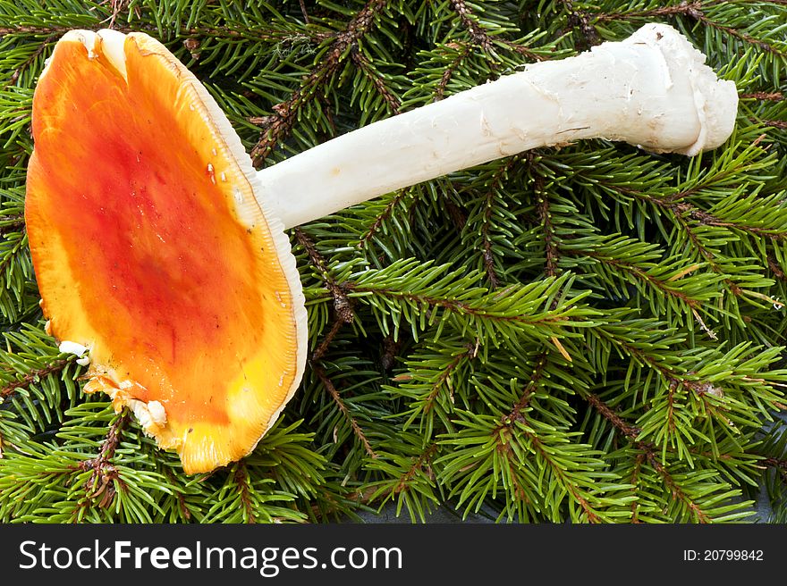 Red mushroom in the middle of the forest moss. Red mushroom in the middle of the forest moss