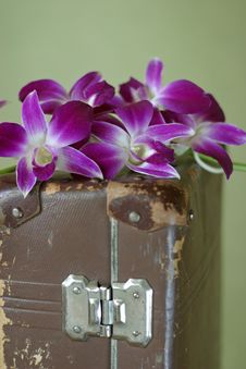 Violet Orchid Stock Image Violet Orchid Stock Image
