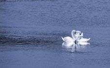 Three White Swans Royalty Free Stock Photo