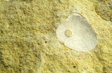 Fossil Shell Predates Stock Photography Fossil Shell Predates Stock Photography