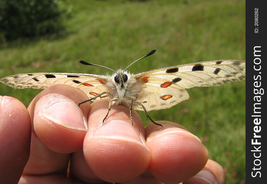 Friendly butterfly on a hand. Friendly butterfly on a hand