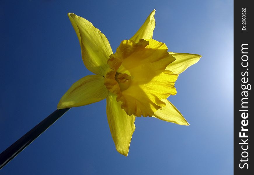 A yellow daffodil in the sunlight with a blue sky as background. A yellow daffodil in the sunlight with a blue sky as background.