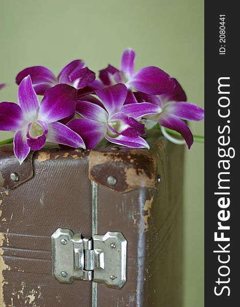 Violet orchid stand against a green background