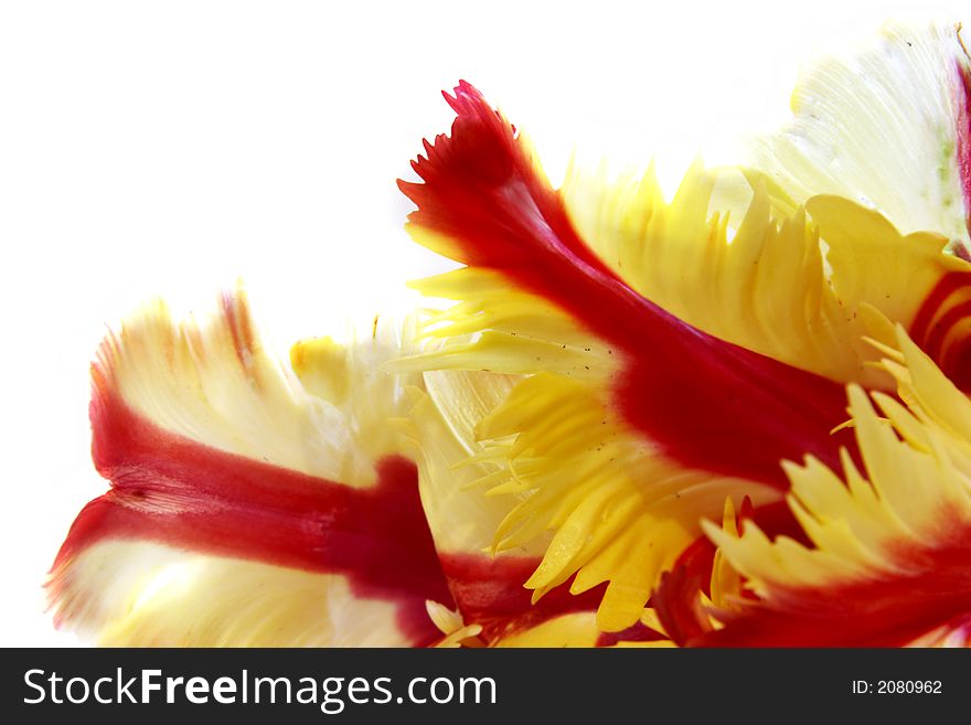 Close up of red and yellow tulip