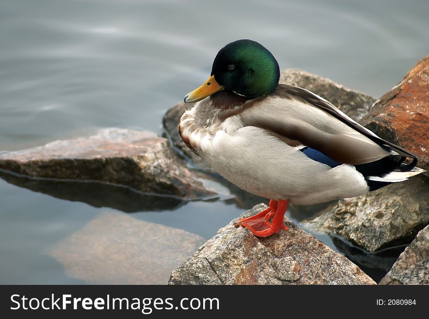 Closeup of a duck standing on a rock. Closeup of a duck standing on a rock