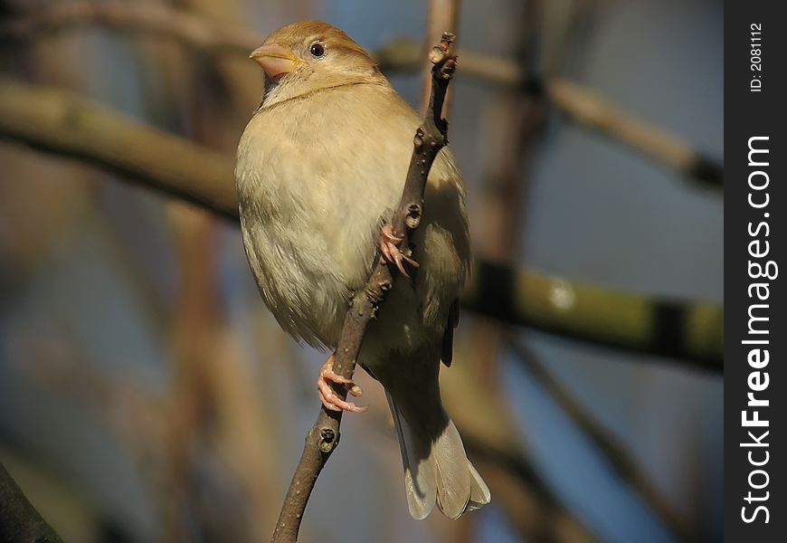 House Sparrow On The Look-out