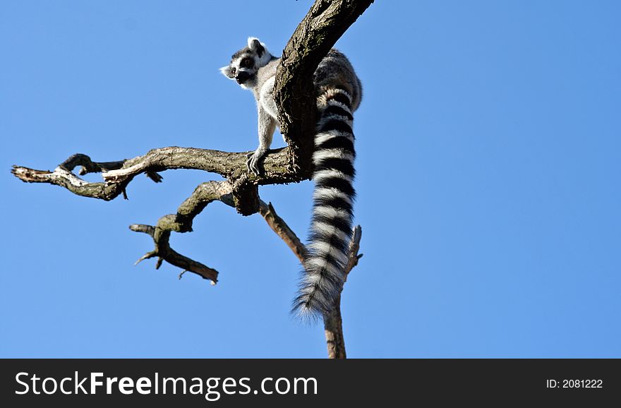 Lemur on the tree on blue sky background