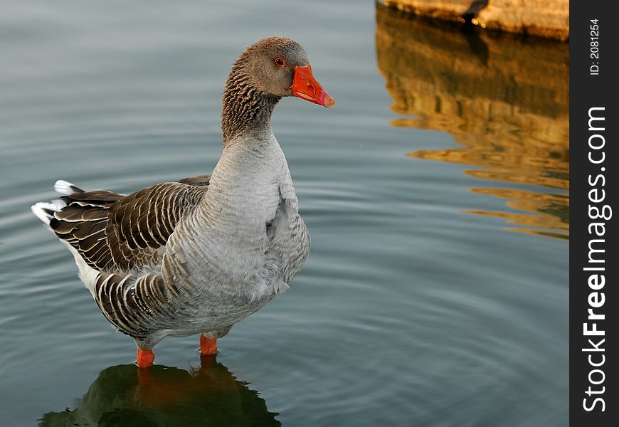 Duck Near Edge of Lake