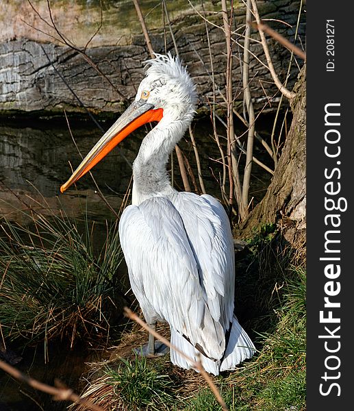 White pelican bird in wildlife