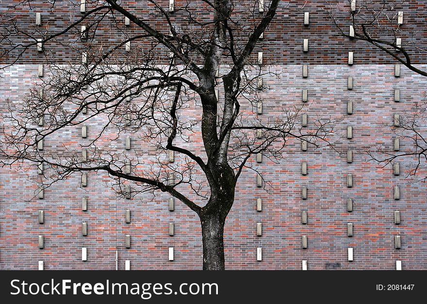 Tree with the background as wall. Tree with the background as wall