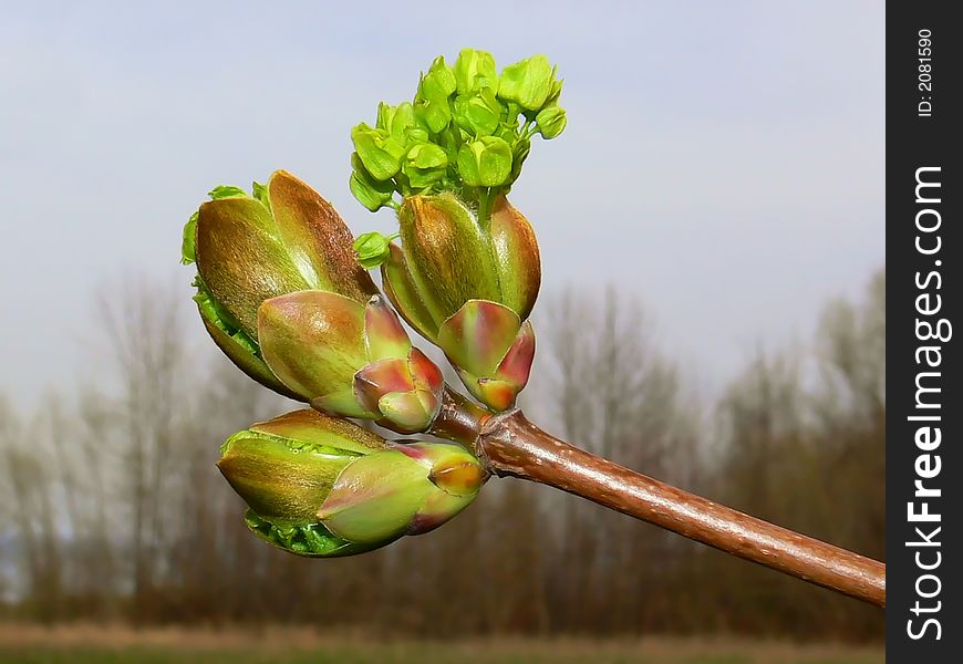 Bud in the spring