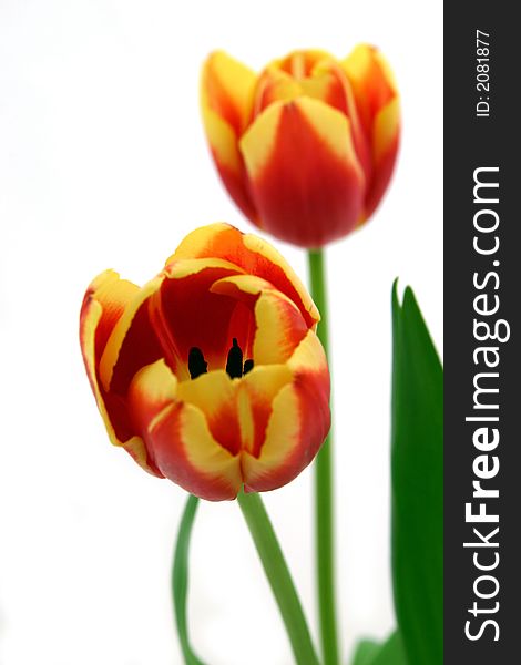 Beautiful delicate tulips on white background