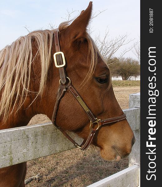 Side profile of a horse