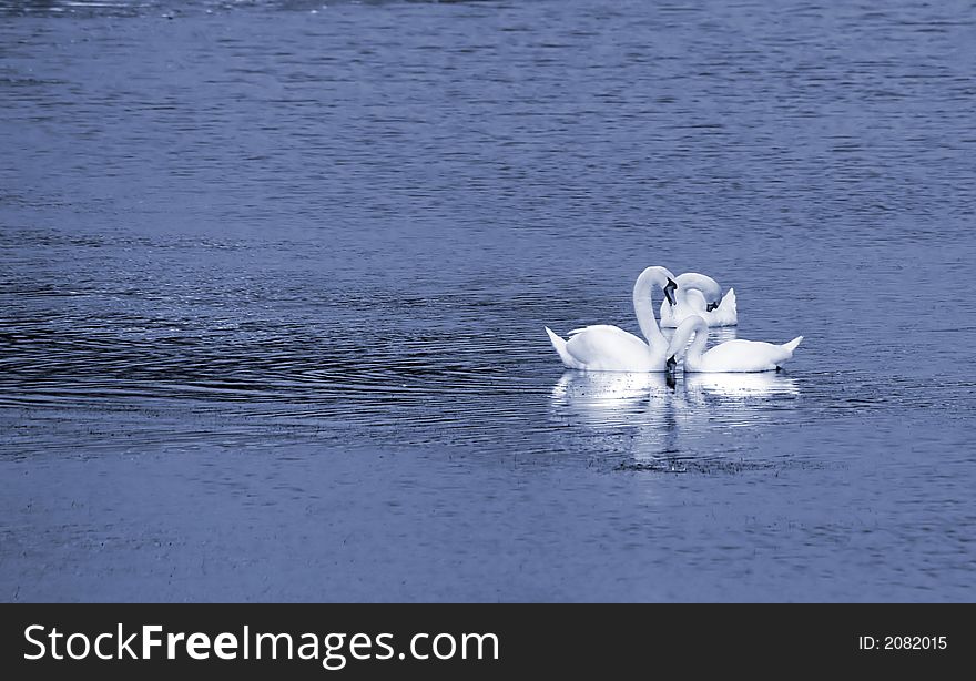 Three white swans look like a flower.