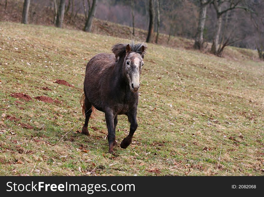 Running gray horse on the meadow. Running gray horse on the meadow
