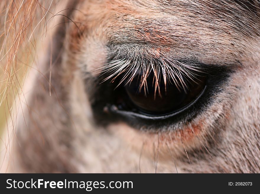 Detail of horseÂ´s eye and eyelashes