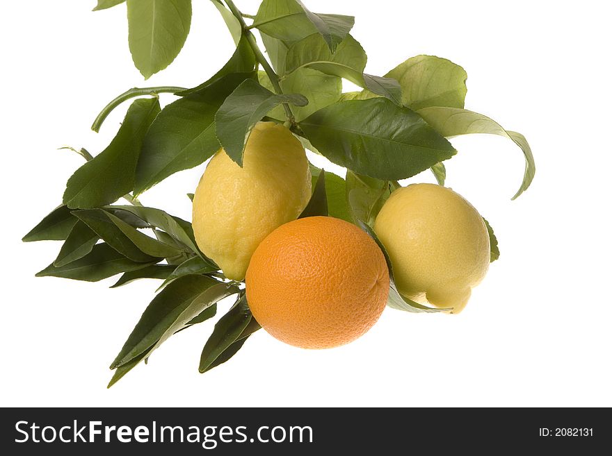 Orange With Lemon On Branch