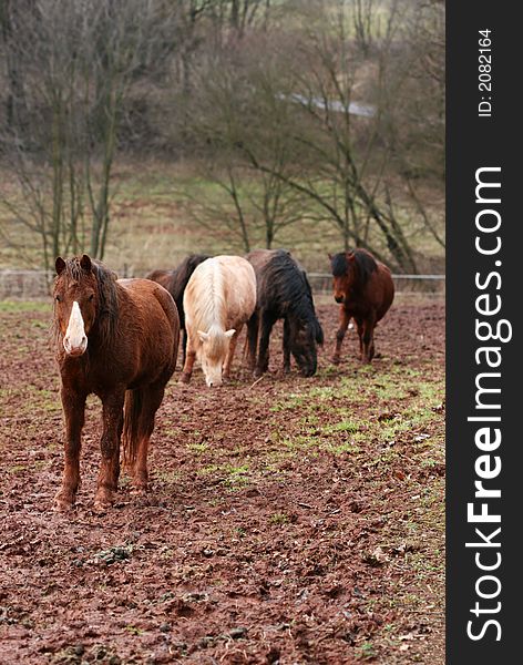 Dirty horses standing on the meadow