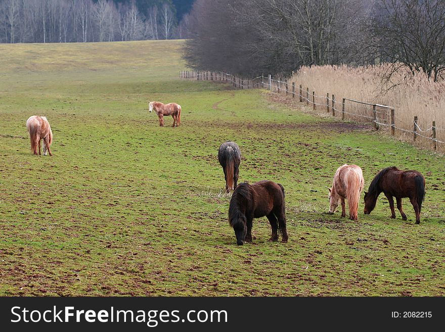 Horses feeding on grass of the meadow. Horses feeding on grass of the meadow