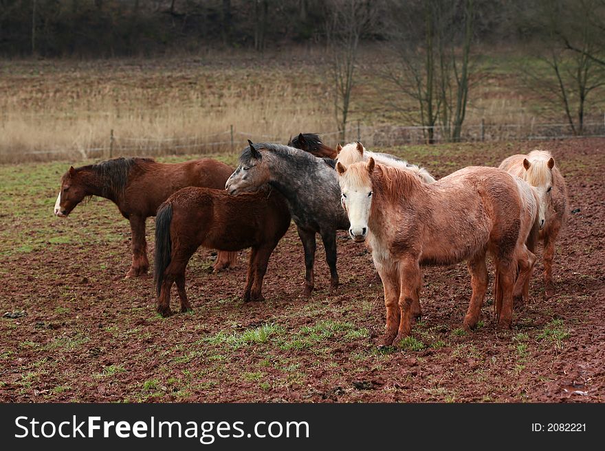 Dirty horses standing on the pasture