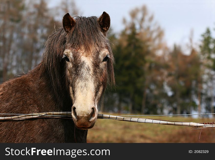 Portrait of gray horse on the pasture. Portrait of gray horse on the pasture