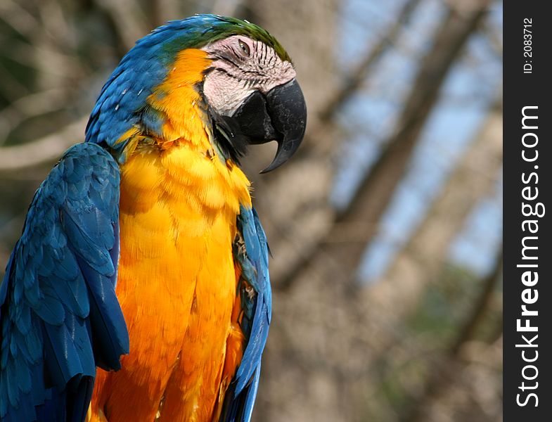 Closeup of brightly-colored macaw on a tree branch. Closeup of brightly-colored macaw on a tree branch