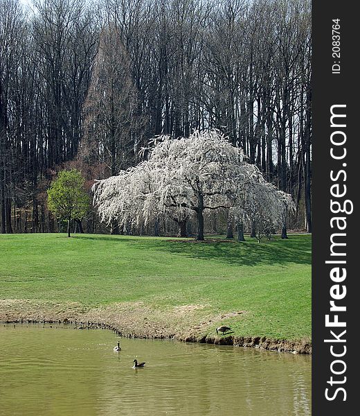 Tree blossom in park. Maryland, USA.