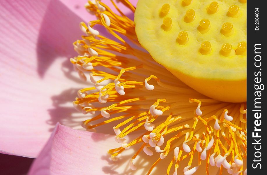 American lotus closeup, Maryland, USA