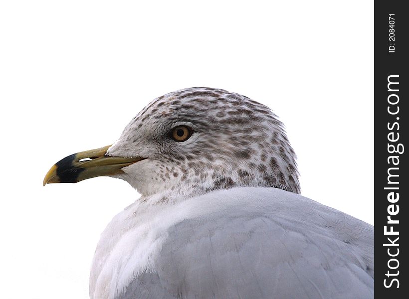 Seagull on a white background