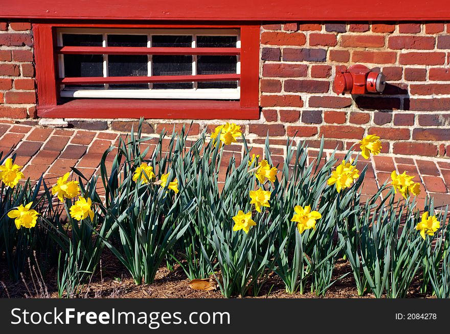 Yellow daffodils over red brick wall with window and fire-hydrant. Annapolis, Maruland, USA