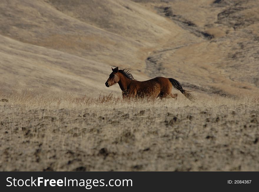 Wild horse running over a hill in eastern washington