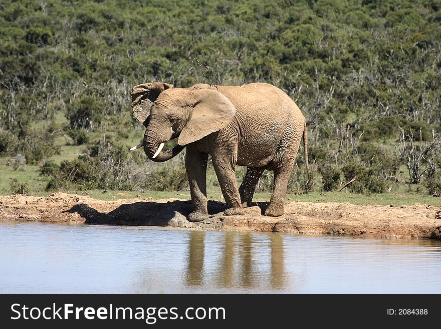 Thirsty elephant having a drink on a hot day